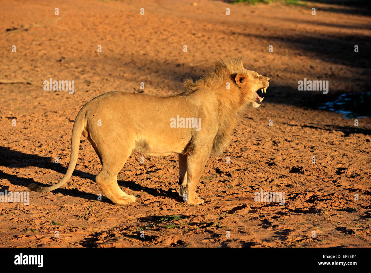 Lion roaring side view hi-res stock photography and images - Alamy