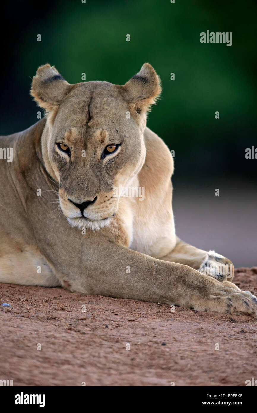 Lioness (Panthera leo), resting, Tswalu Game Reserve, Kalahari Desert, North Cape, South Africa Stock Photo