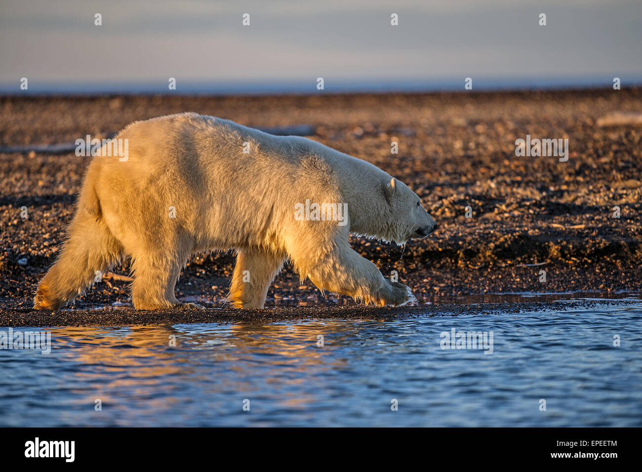 Polar Bear (Ursus maritimus) on gravel island, Kaktovik, Barter Island, Beaufort Sea, Alaska, USA Stock Photo