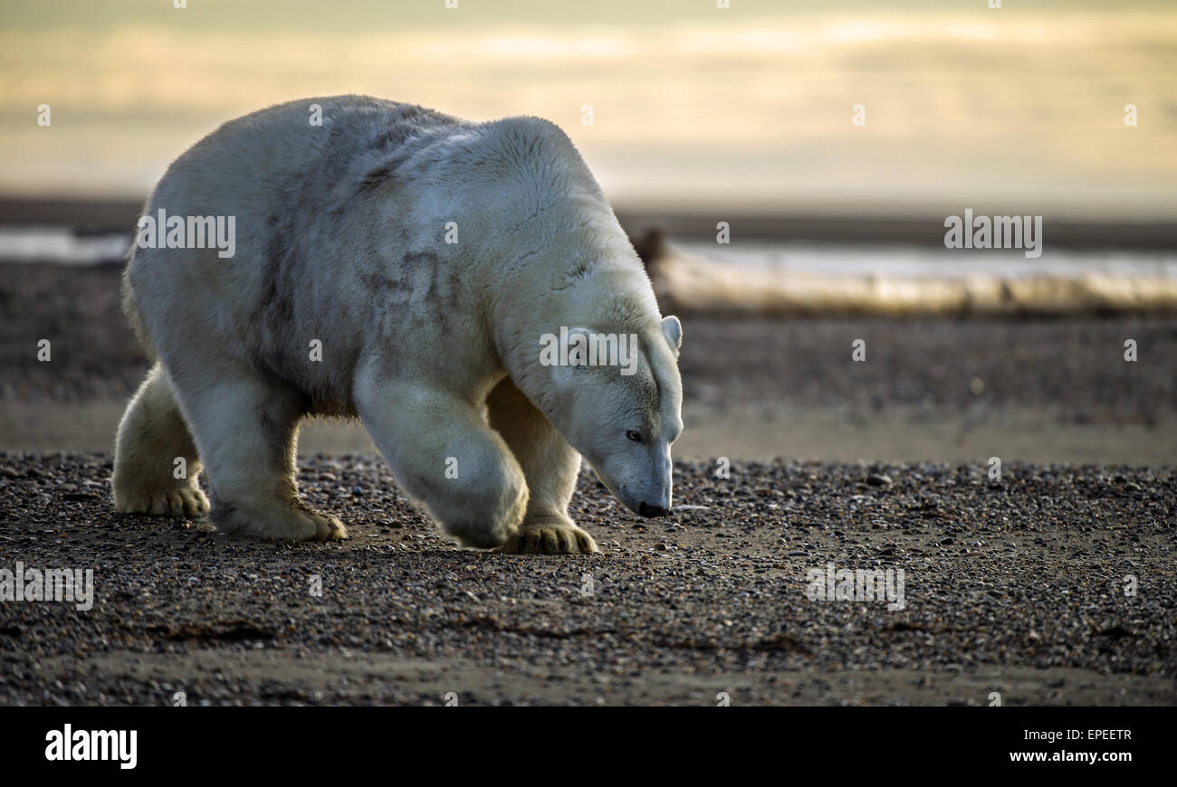 Polar Bear (Ursus maritimus) on gravel island, Kaktovik, Barter Island, Beaufort Sea, Alaska, USA Stock Photo
