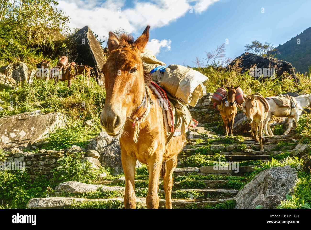Horses in Nepal Stock Photo Alamy