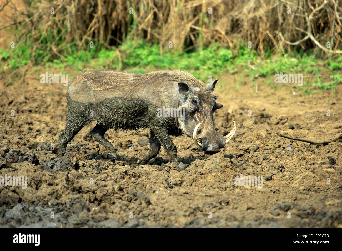 Warthog (Phacochoerus aethiopicus), adult, after a mud bath, Kruger National Park, South Africa Stock Photo