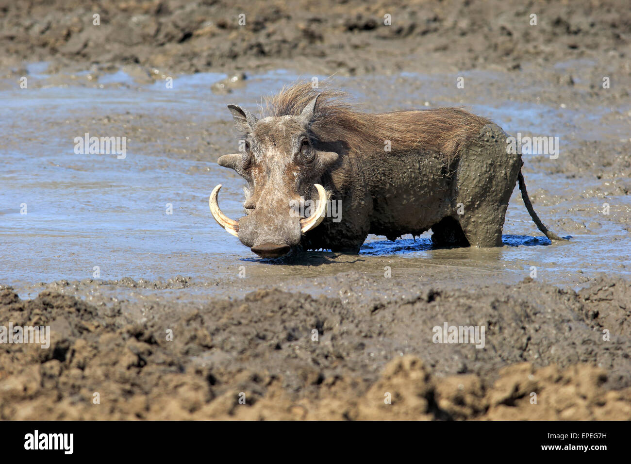 Warthog (Phacochoerus aethiopicus), adult, having a mud bath, Kruger National Park, South Africa Stock Photo