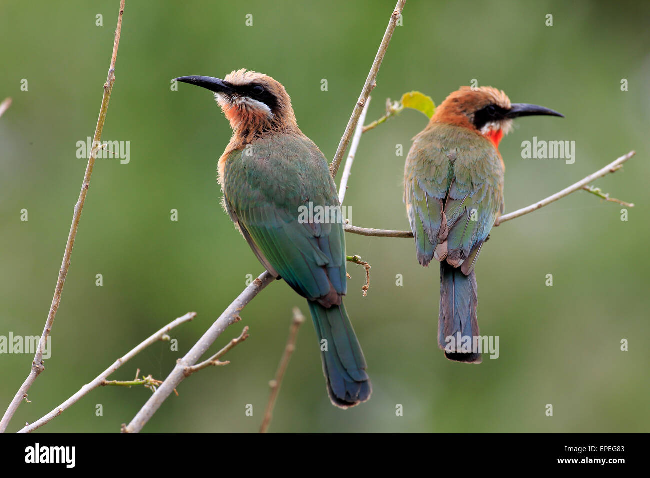 White-fronted Bee-eaters (Merops bullockoides), adult pair, perched ...