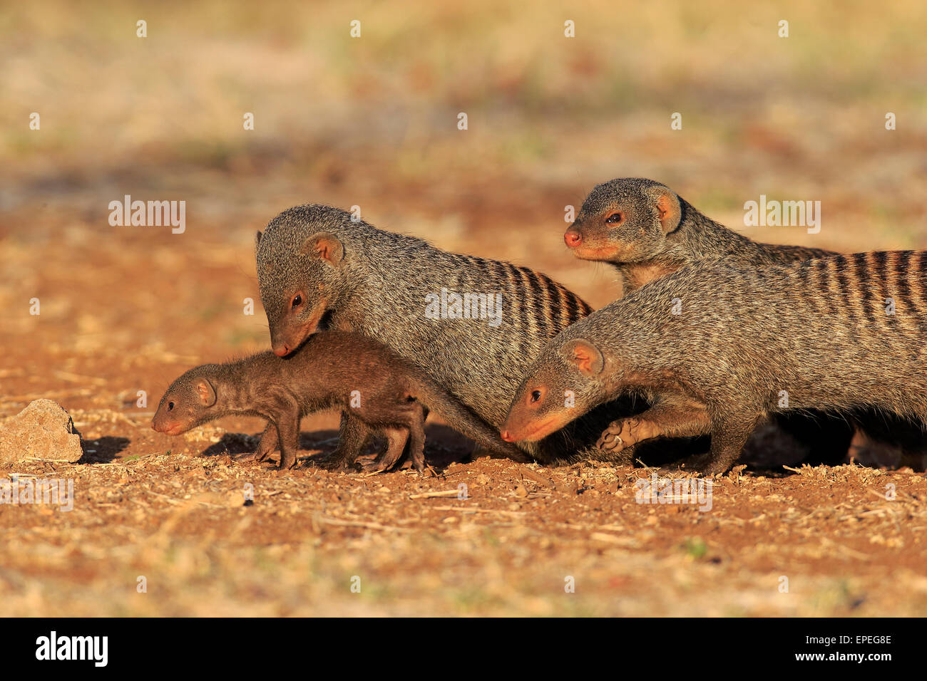 Banded Mongoose (Mungos mungo), mongoose family with pup, at the den, Kruger National Park