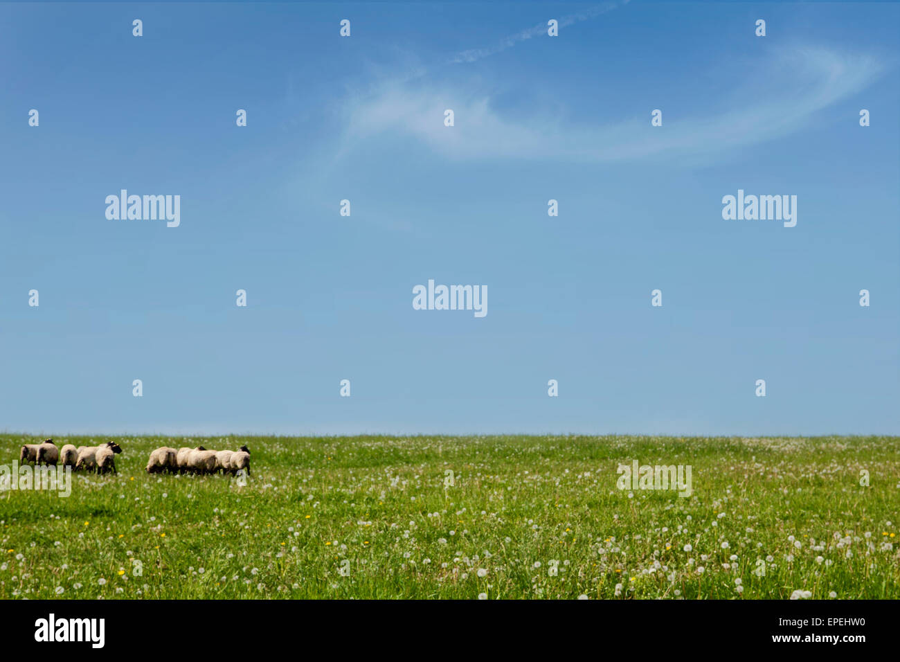 Traditional farming. Sheep herd on green grass on blue sky summer day. Beautiful rural scenery. Stock Photo