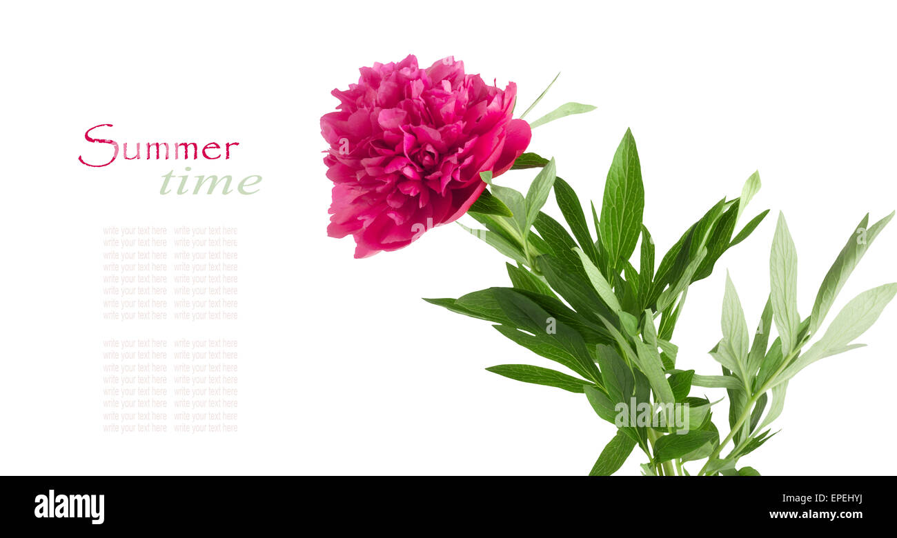 Beautiful bouquet of pink peonies on a white background isolated Stock ...