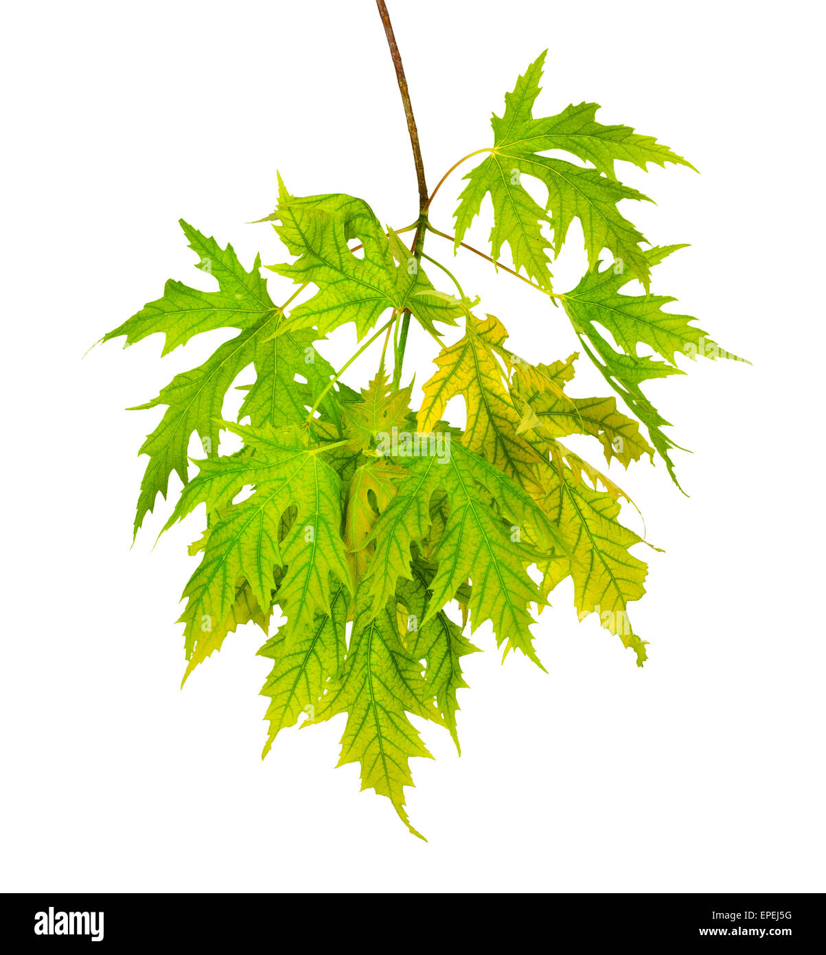 Branch of maple with green leaves isolated on white background Stock ...