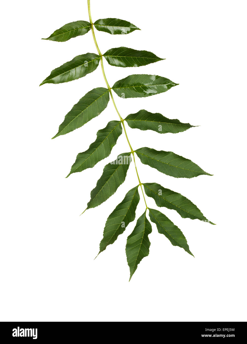 Branch with green leaves isolated on white background Stock Photo