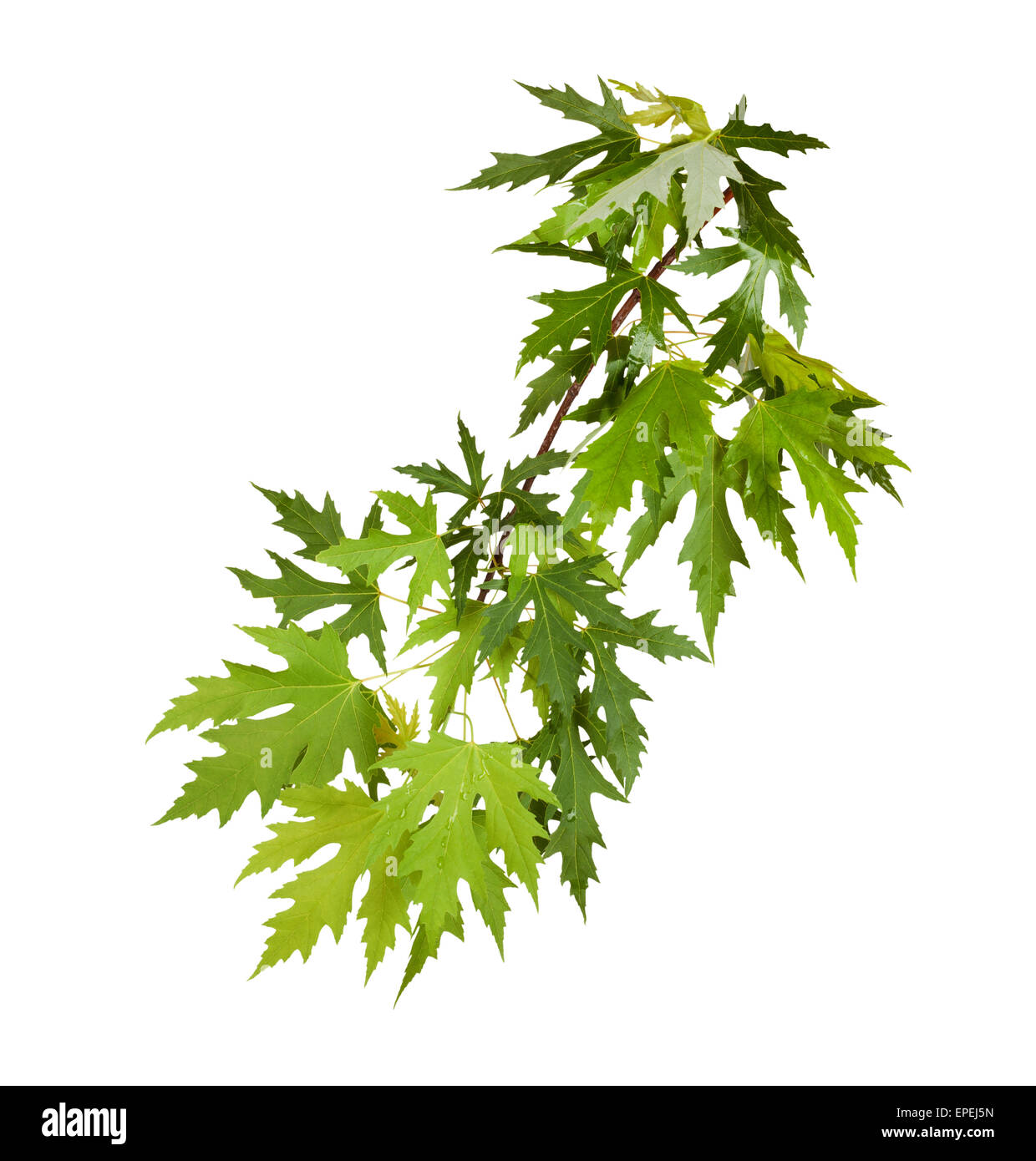 Branch of maple with green leaves isolated on white background Stock ...