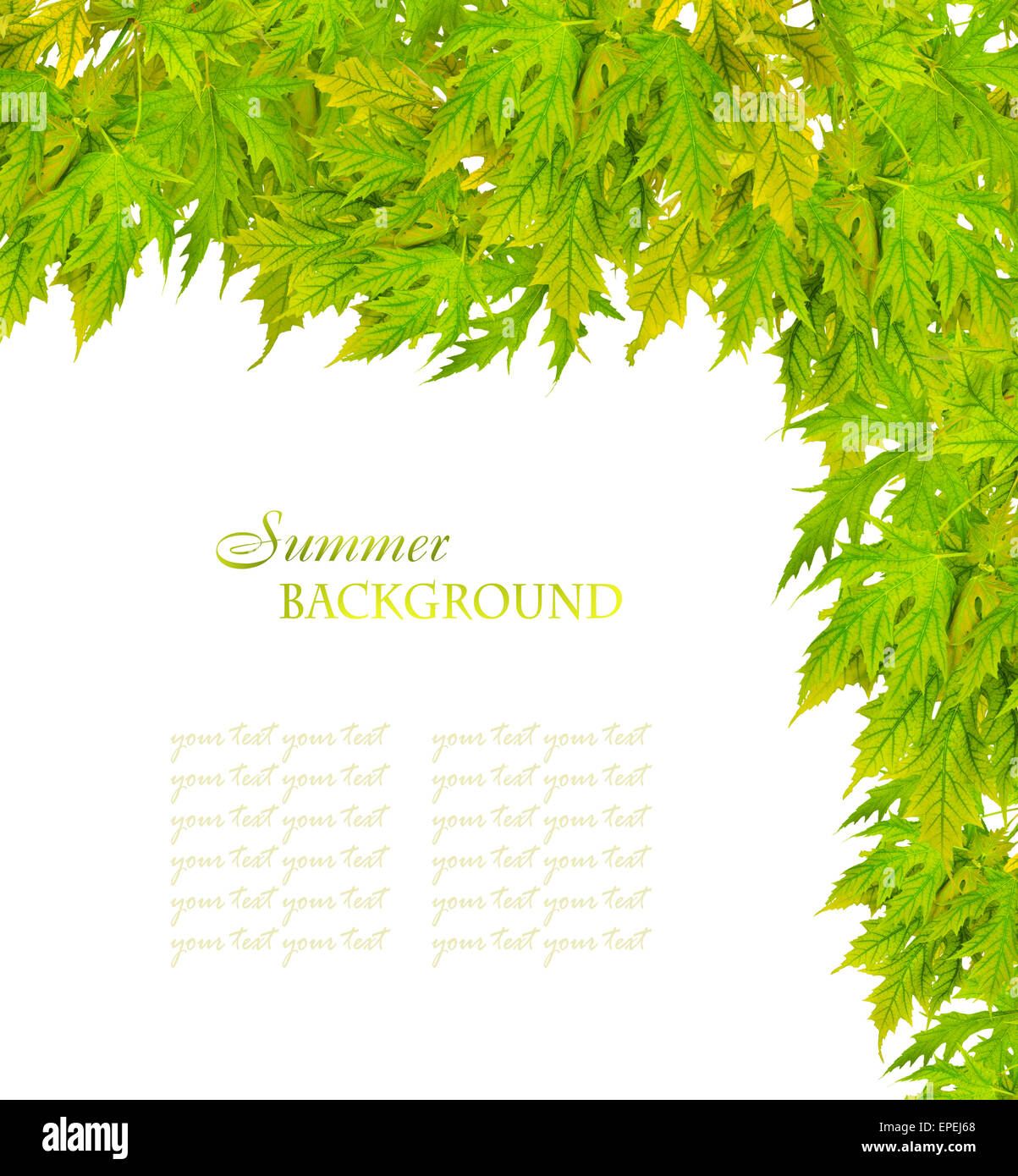Branch of maple with green leaves isolated on white background Stock ...