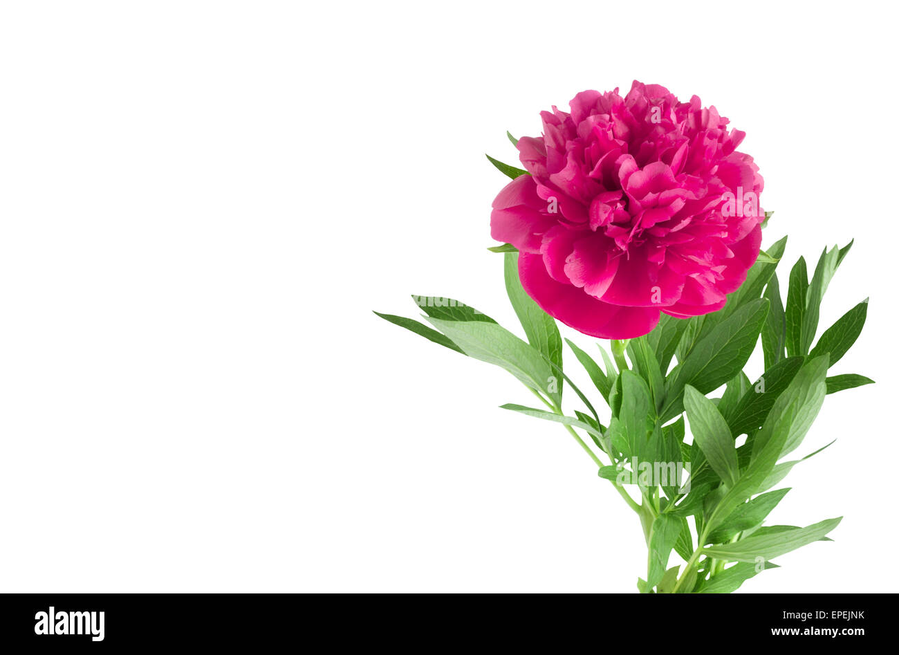 Beautiful bouquet of pink peonies on a white background isolated Stock ...