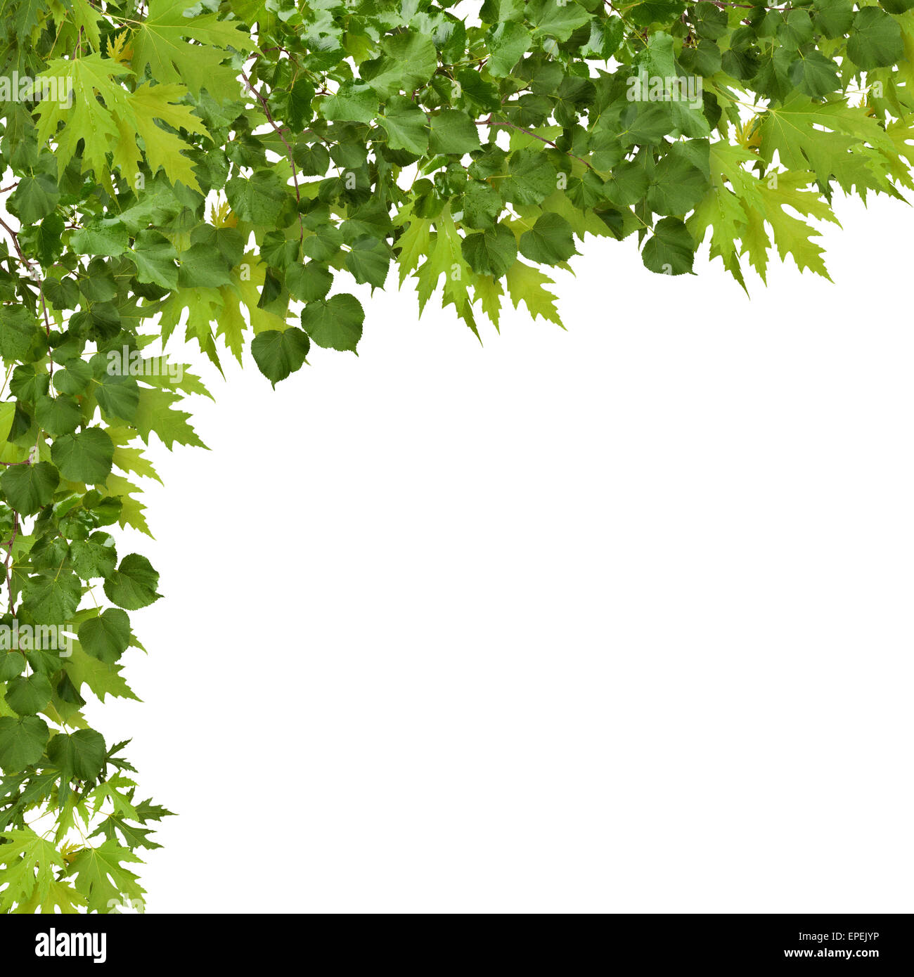 Branch of maple with green leaves isolated on white background Stock ...