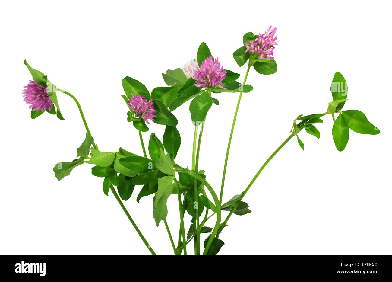 Closeup of pink clover flower isolated on white Stock Photo Alamy