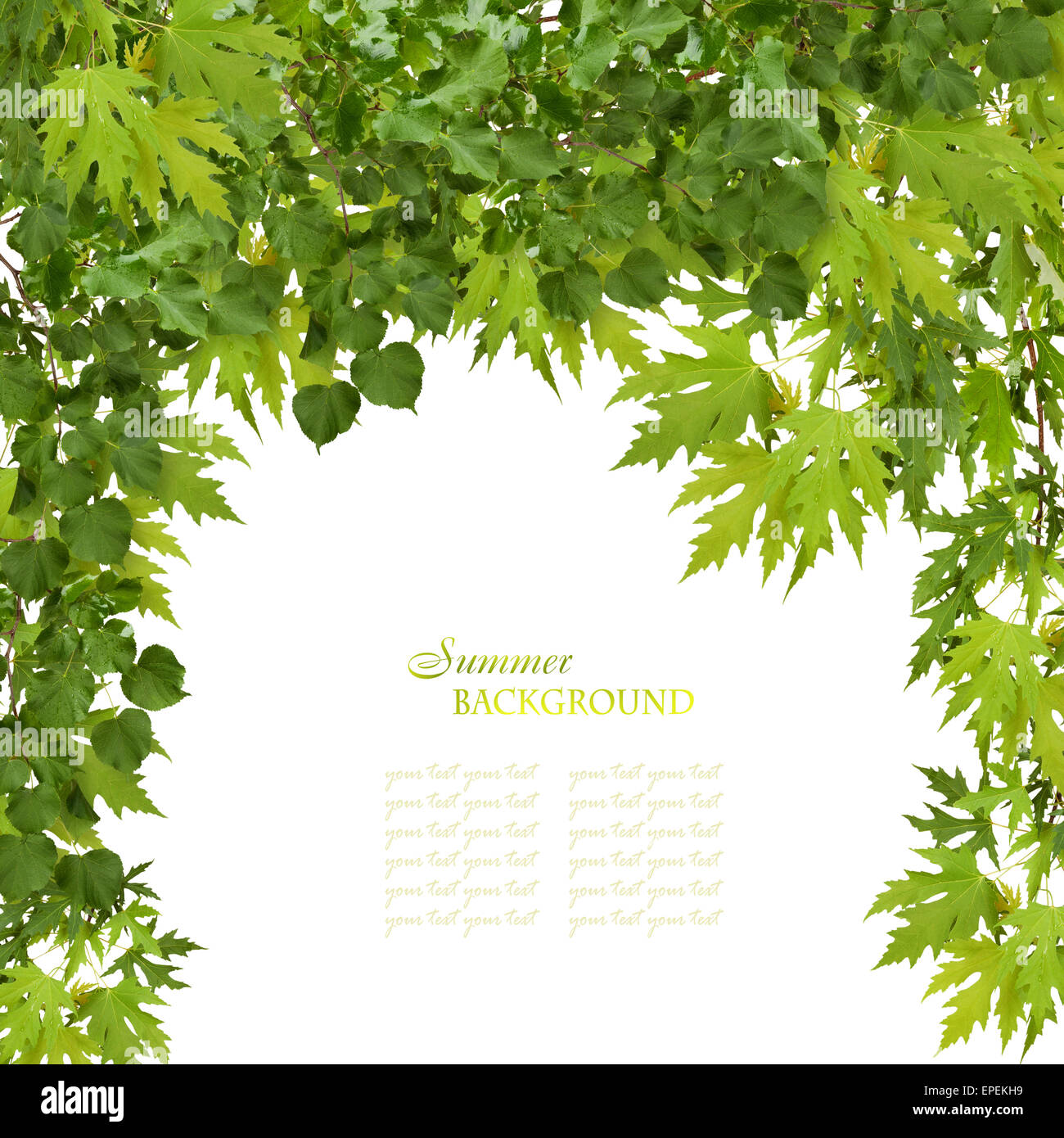 Branch of maple with green leaves isolated on white background Stock ...