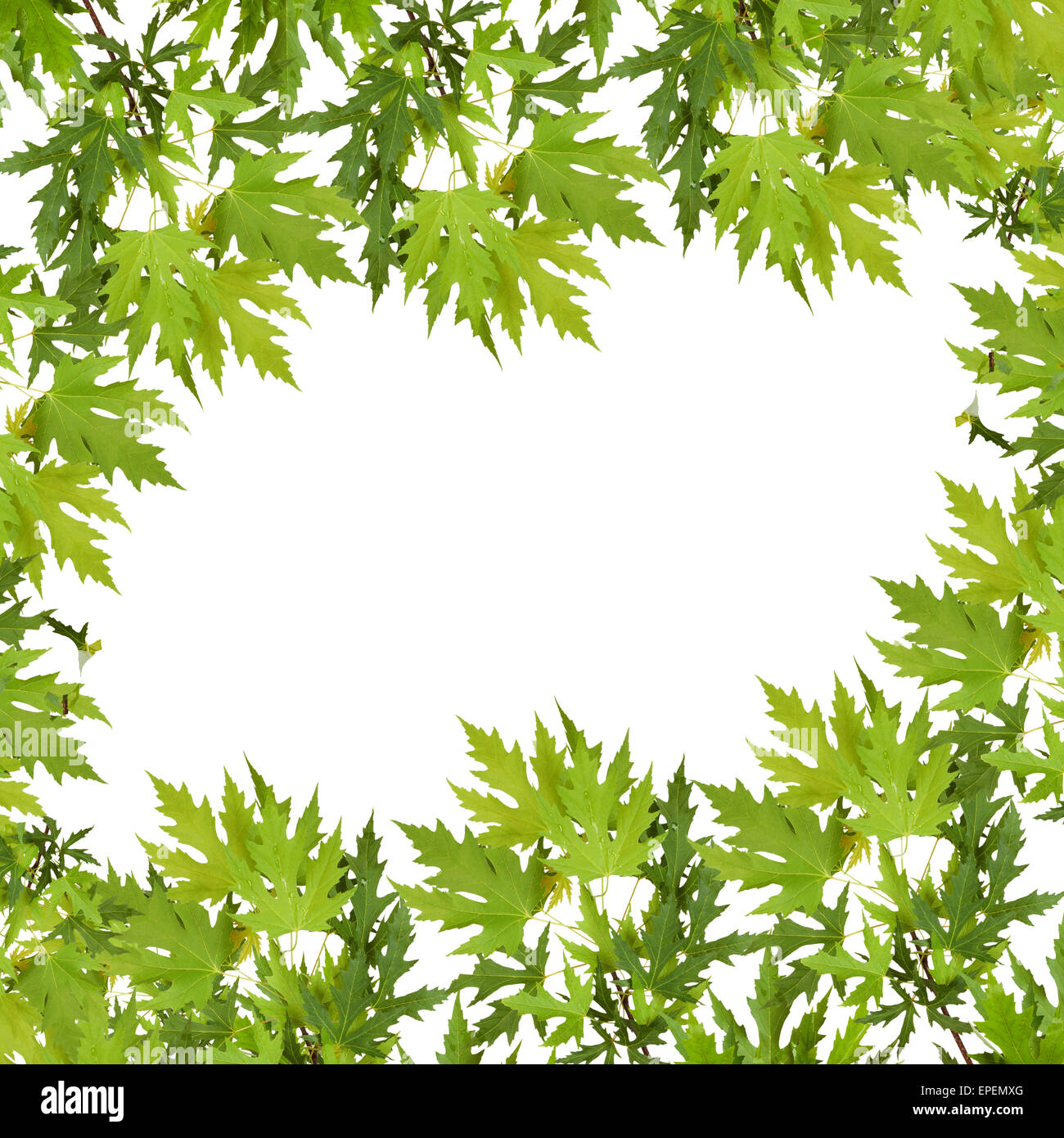 Branch of maple with green leaves isolated on white background Stock ...