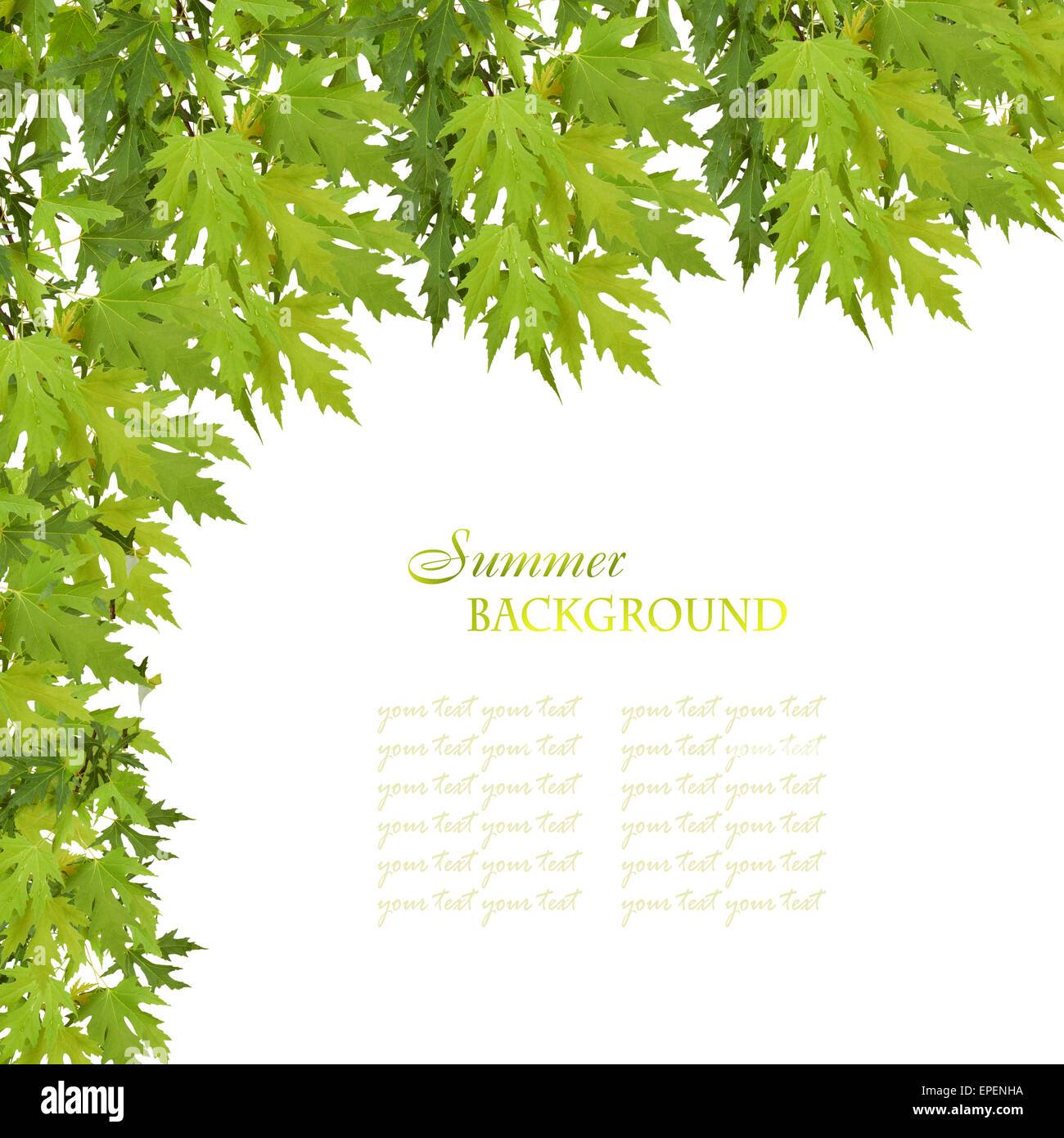 Branch of maple with green leaves isolated on white background Stock ...