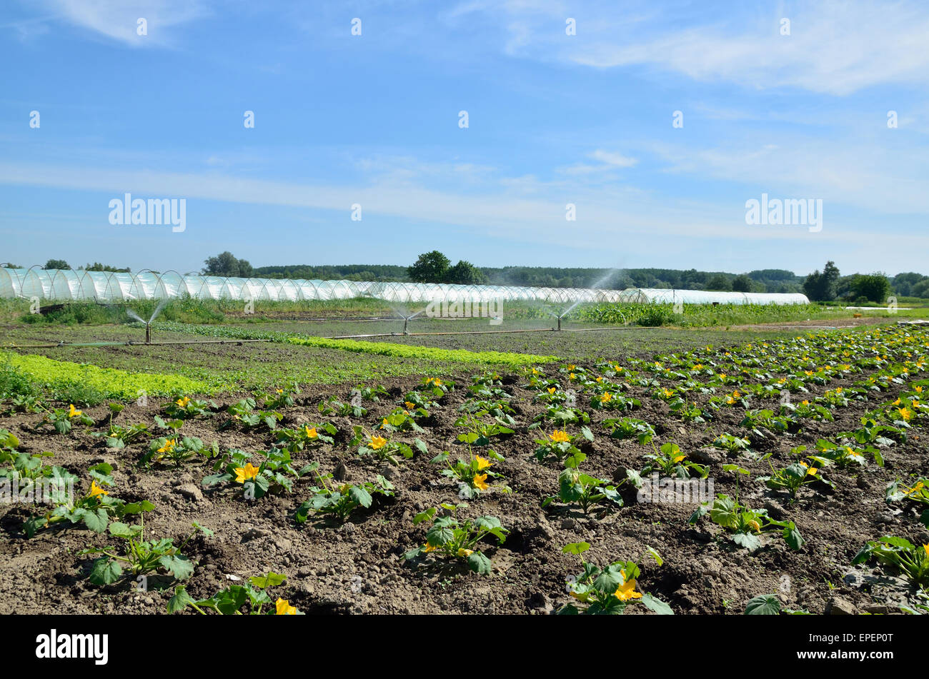 Drip irrigation hires stock photography and images Alamy