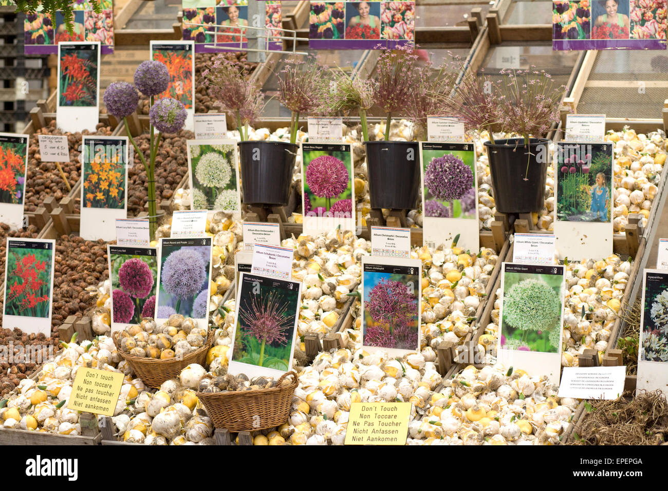 Assortment of Flower Bulbs on sale at a Dutch market stall Stock Photo
