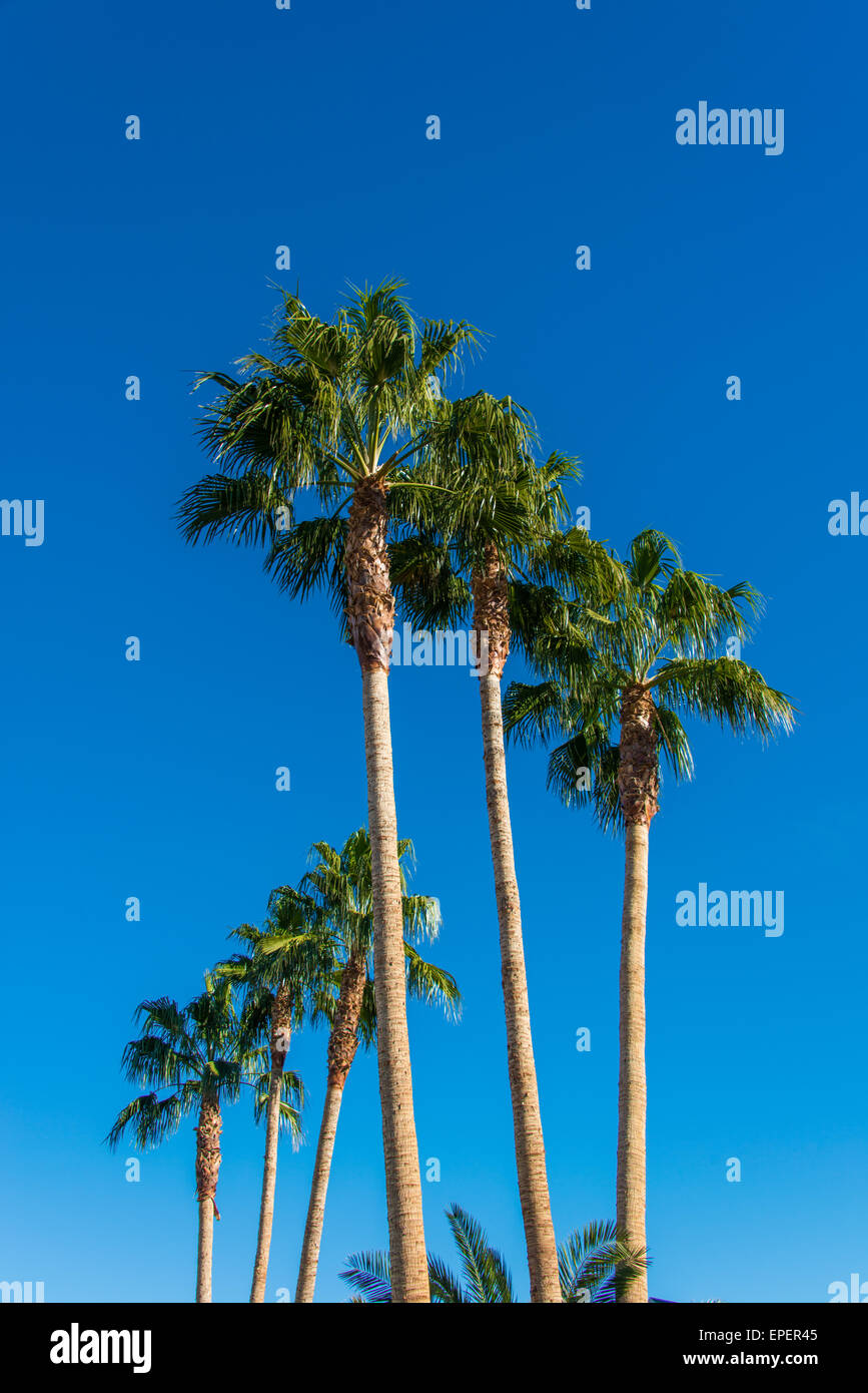 Palms trees on the beach during bright day Stock Photo - Alamy