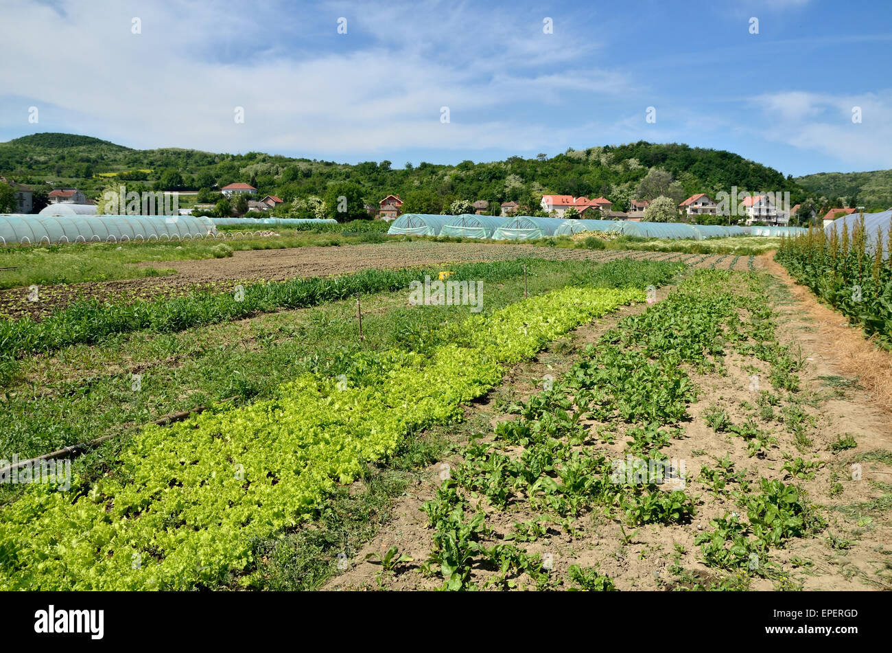 Spinach and lettuce fields with greenhouses in background Stock Photo