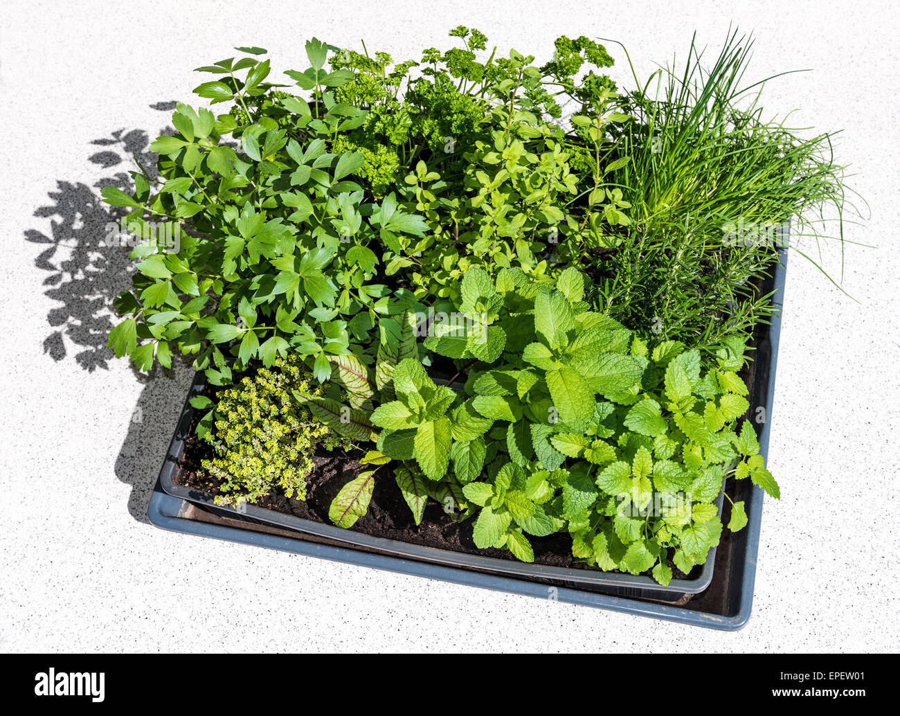 fresh green herbs in containers on balconies rearing growing breed handling in the smallest space parsley chives mint thyme sorr Stock Photo
