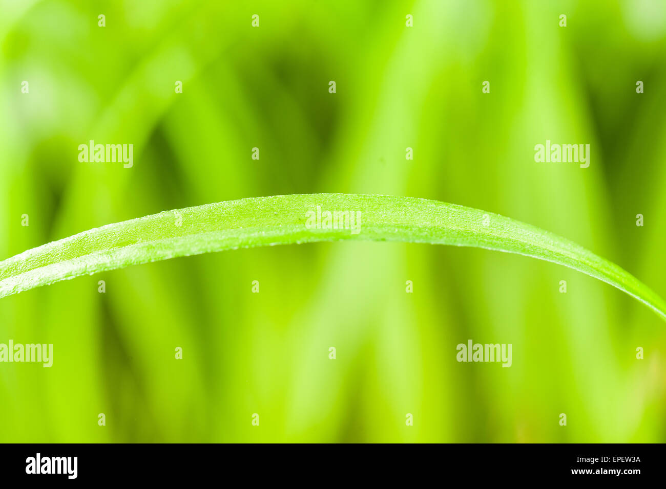 Spring or summer background Stock Photo - Alamy