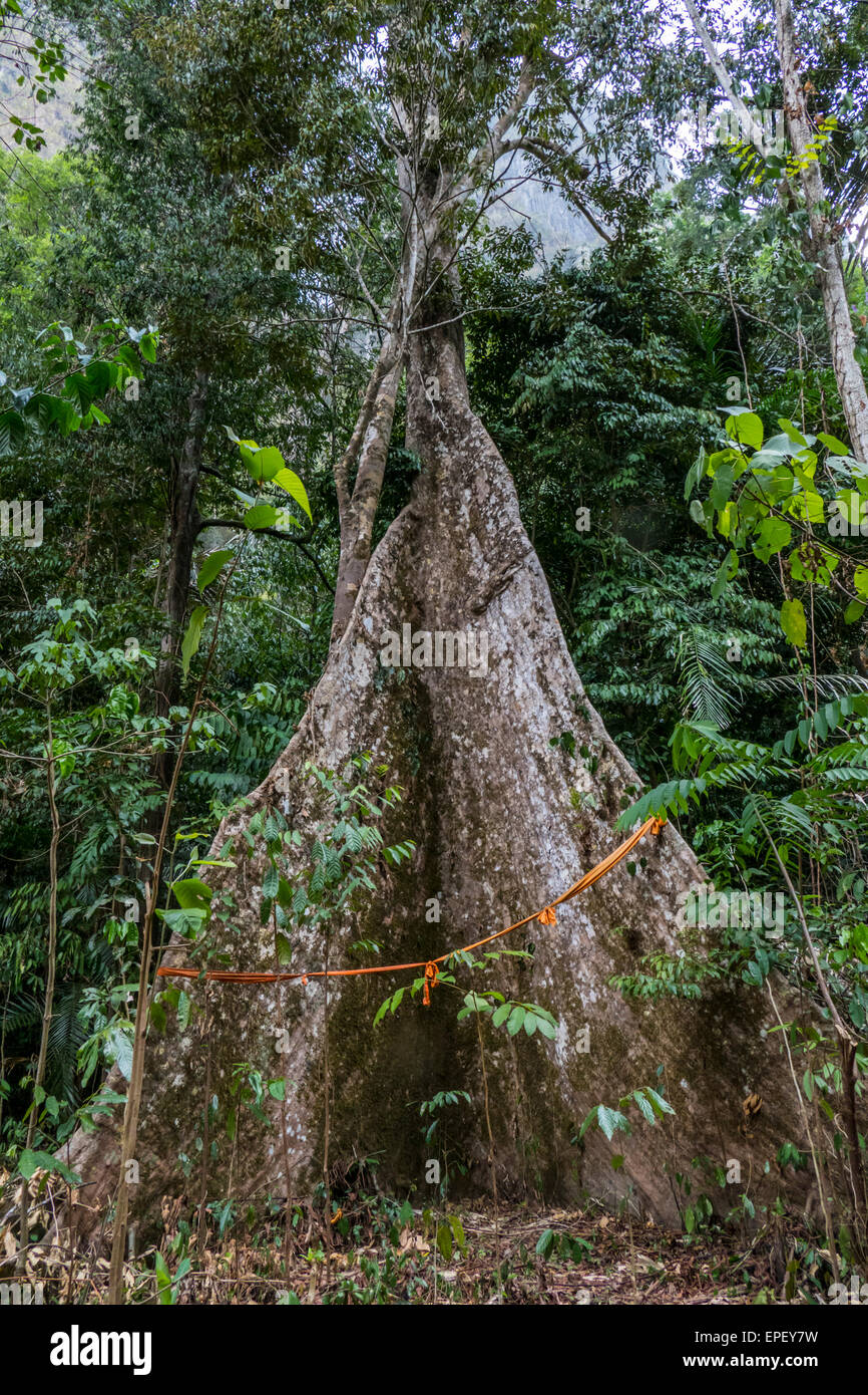 Southeast asia jungle hi-res stock photography and images - Alamy