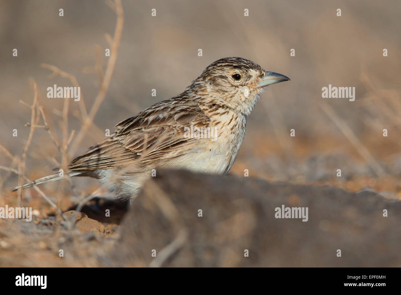 Razo hi-res stock photography and images - Alamy