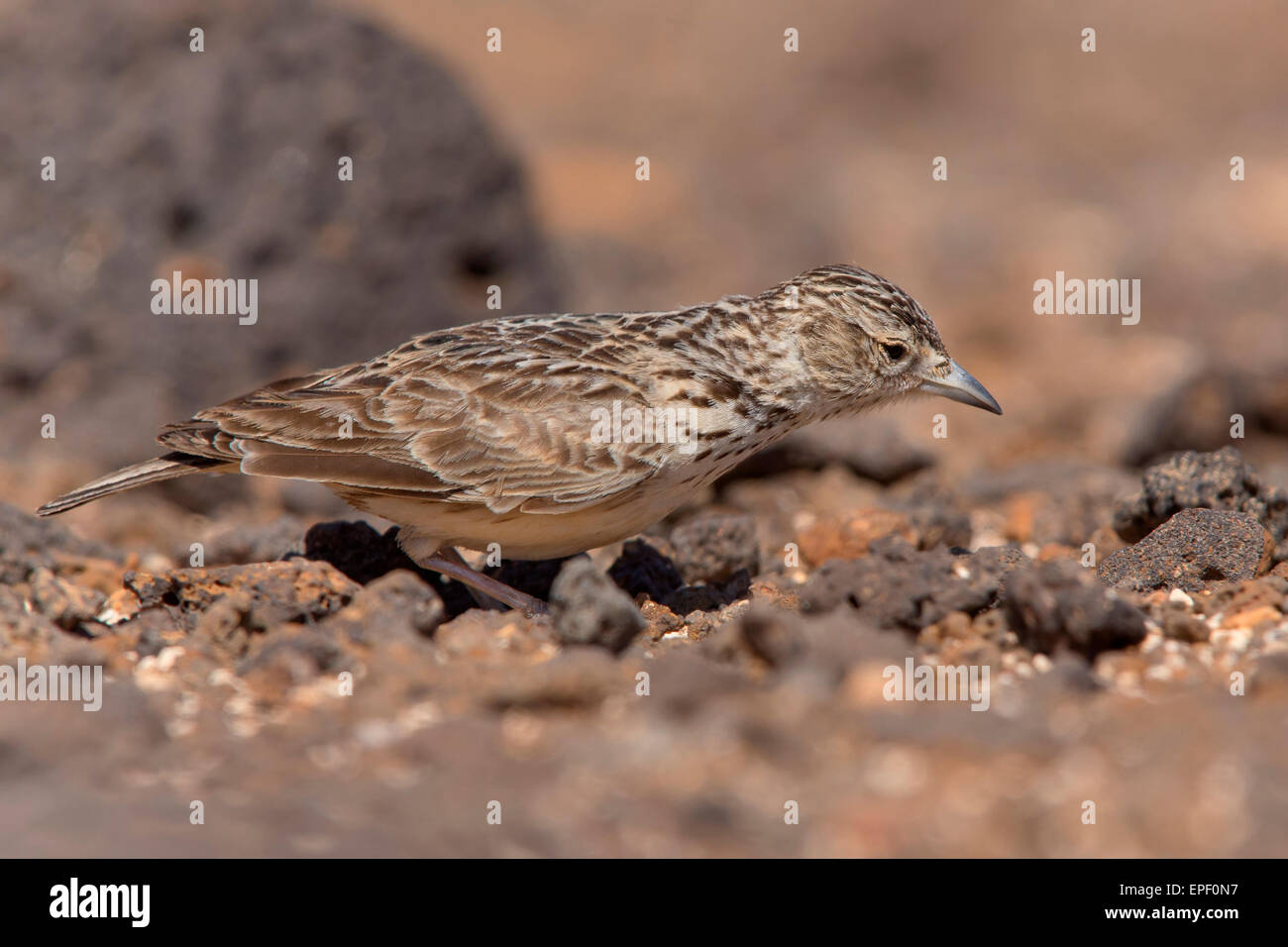 Raso lark hi-res stock photography and images - Alamy