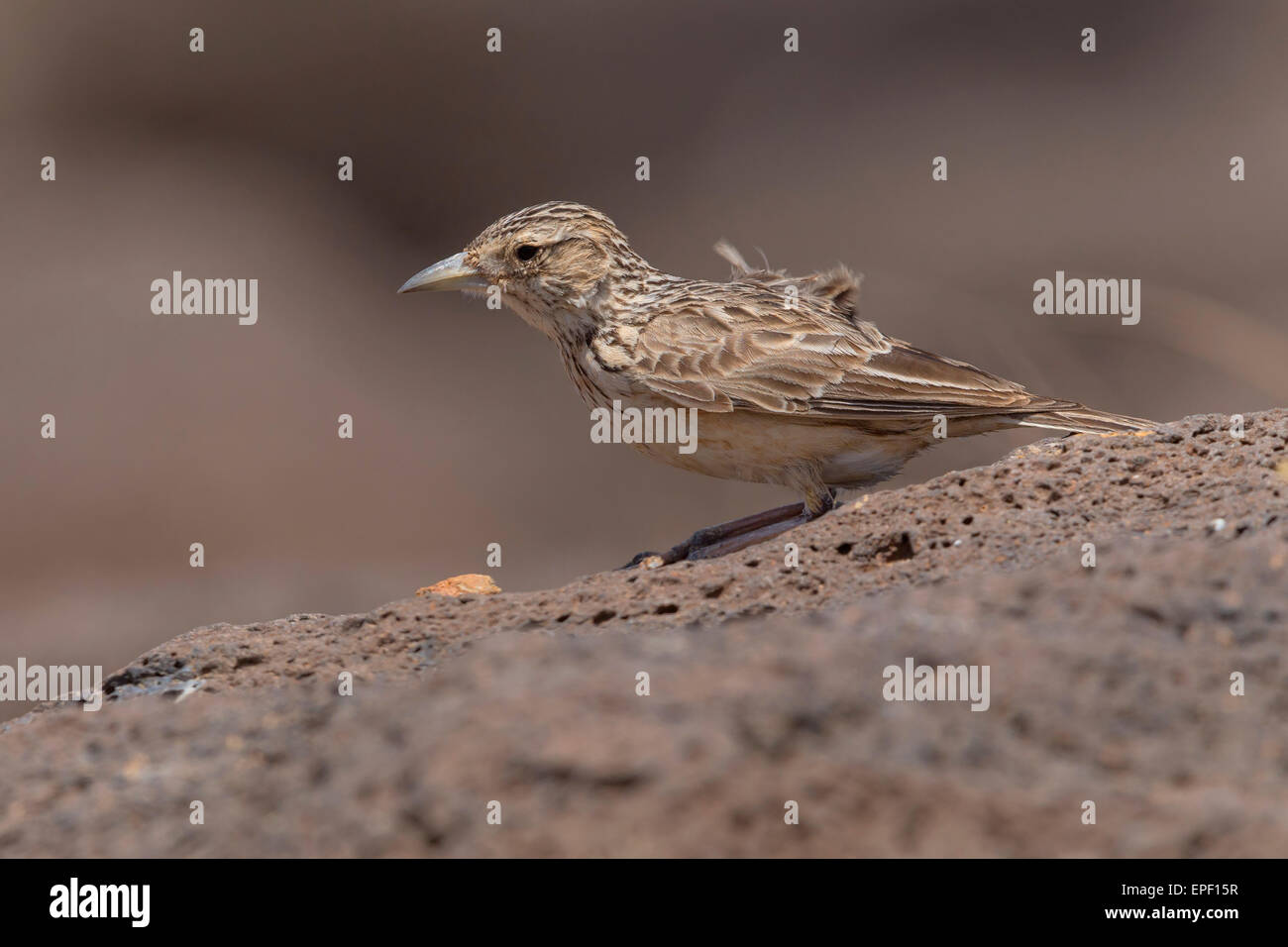 Razo hi-res stock photography and images - Alamy