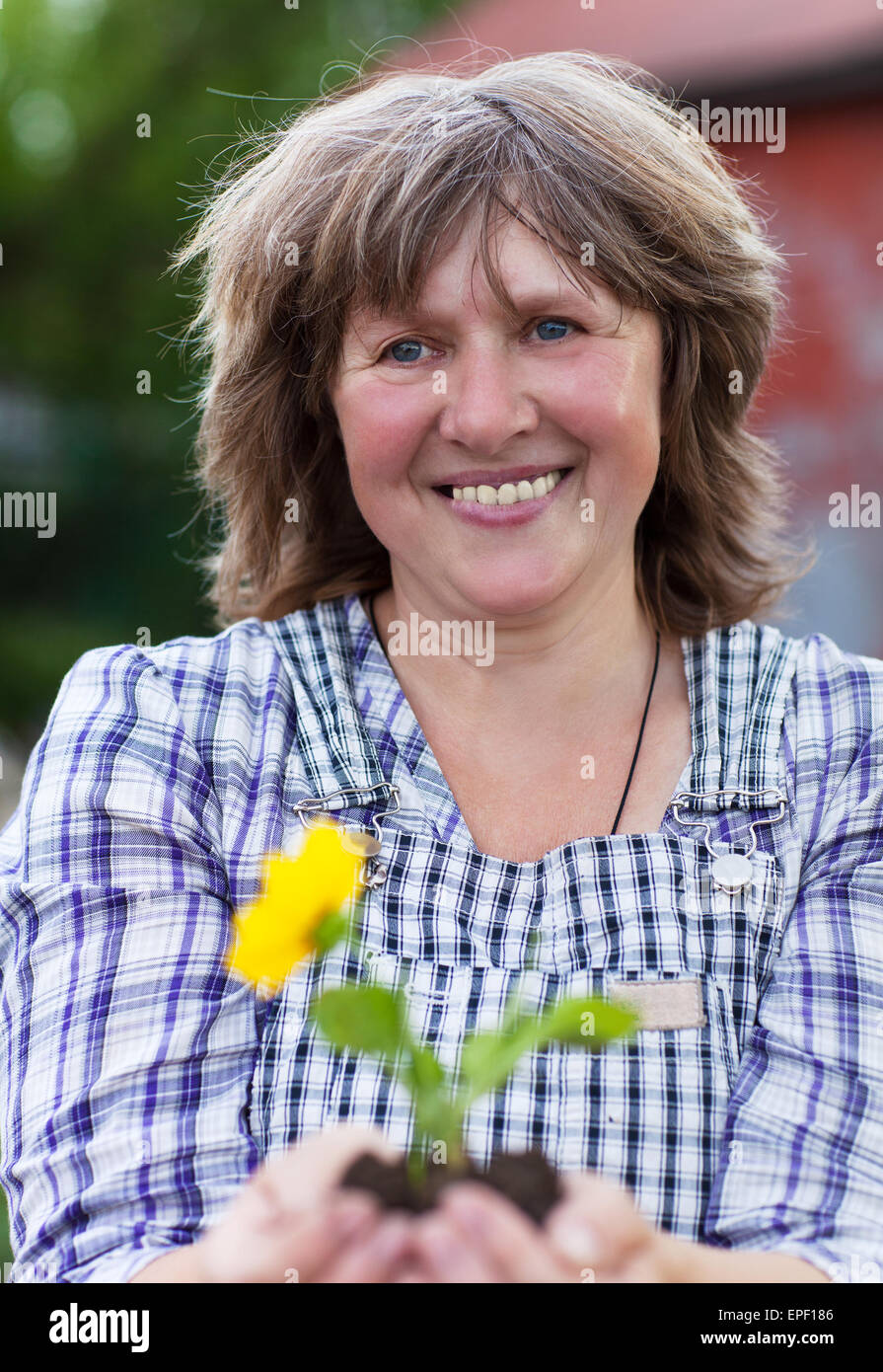 Middle age woman planting hi res stock photography and images Alamy