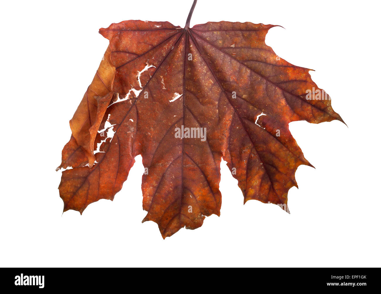 Autumn maple branch with leaves isolated on a white background Stock ...