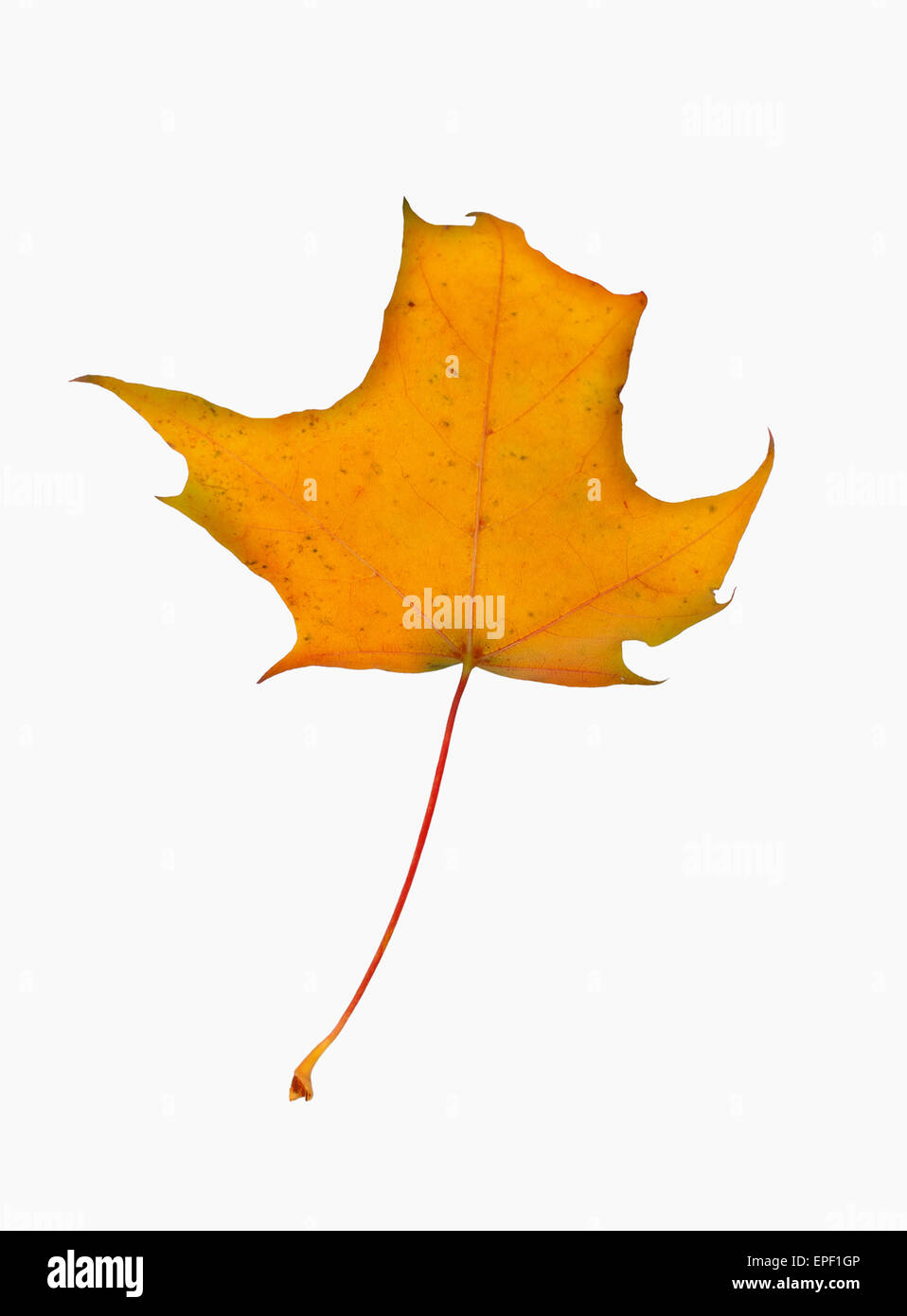 Autumn maple branch with leaves isolated on a white background Stock ...