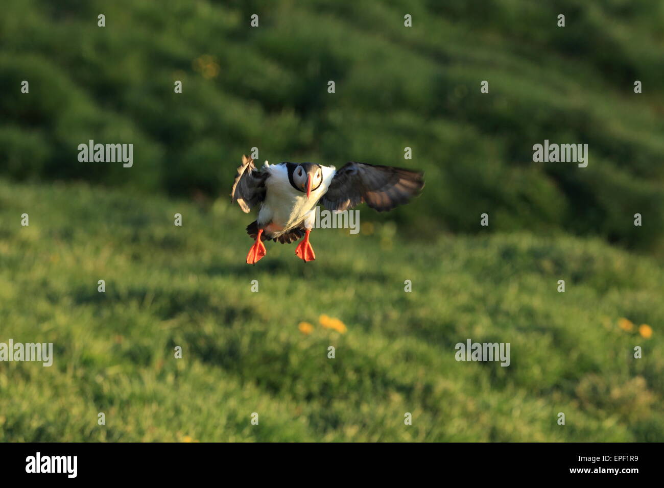 Puffin Icland Stock Photo