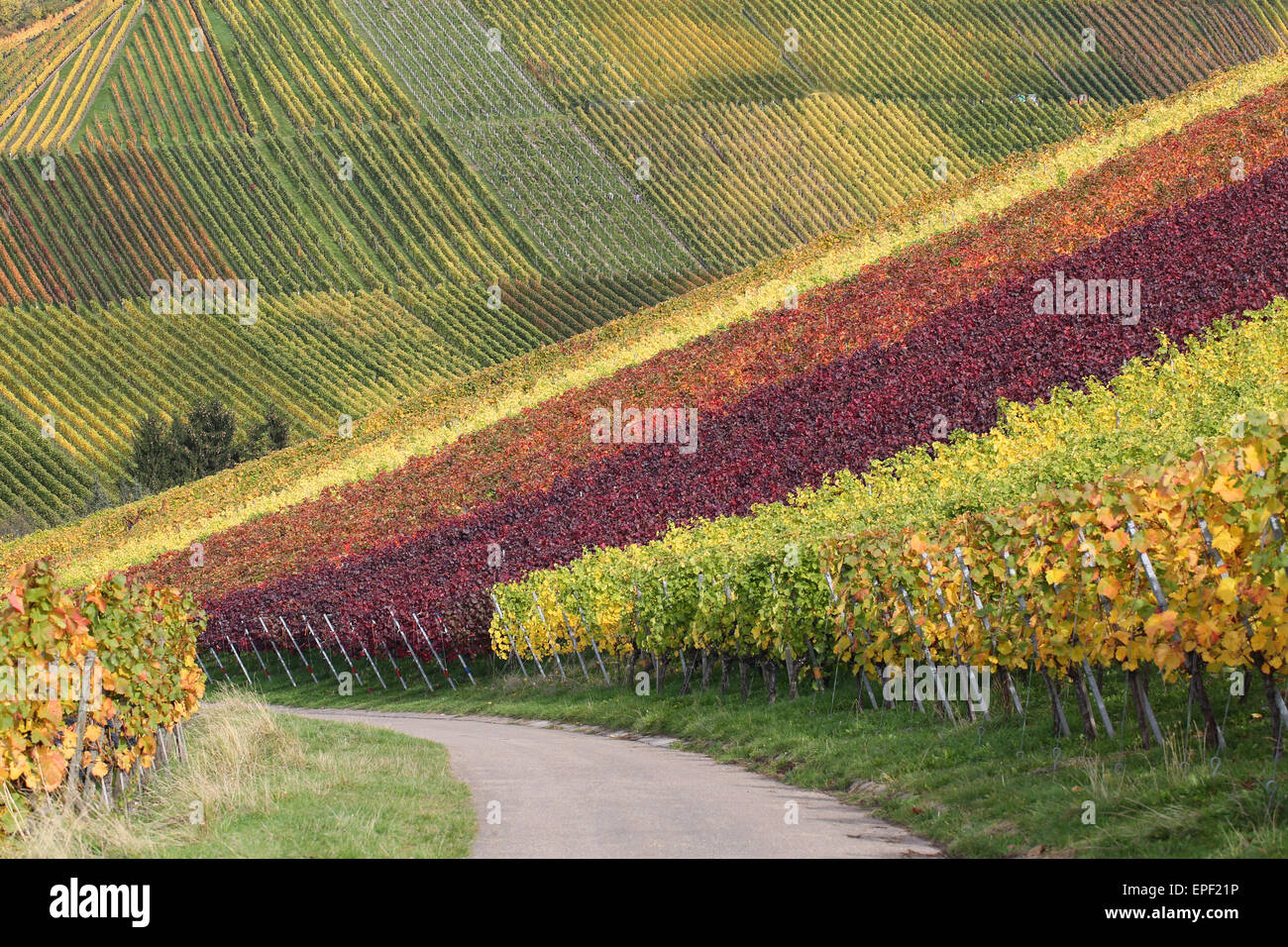 Weinberge mit Weintrauben im Herbst Landschaft Stock Photo