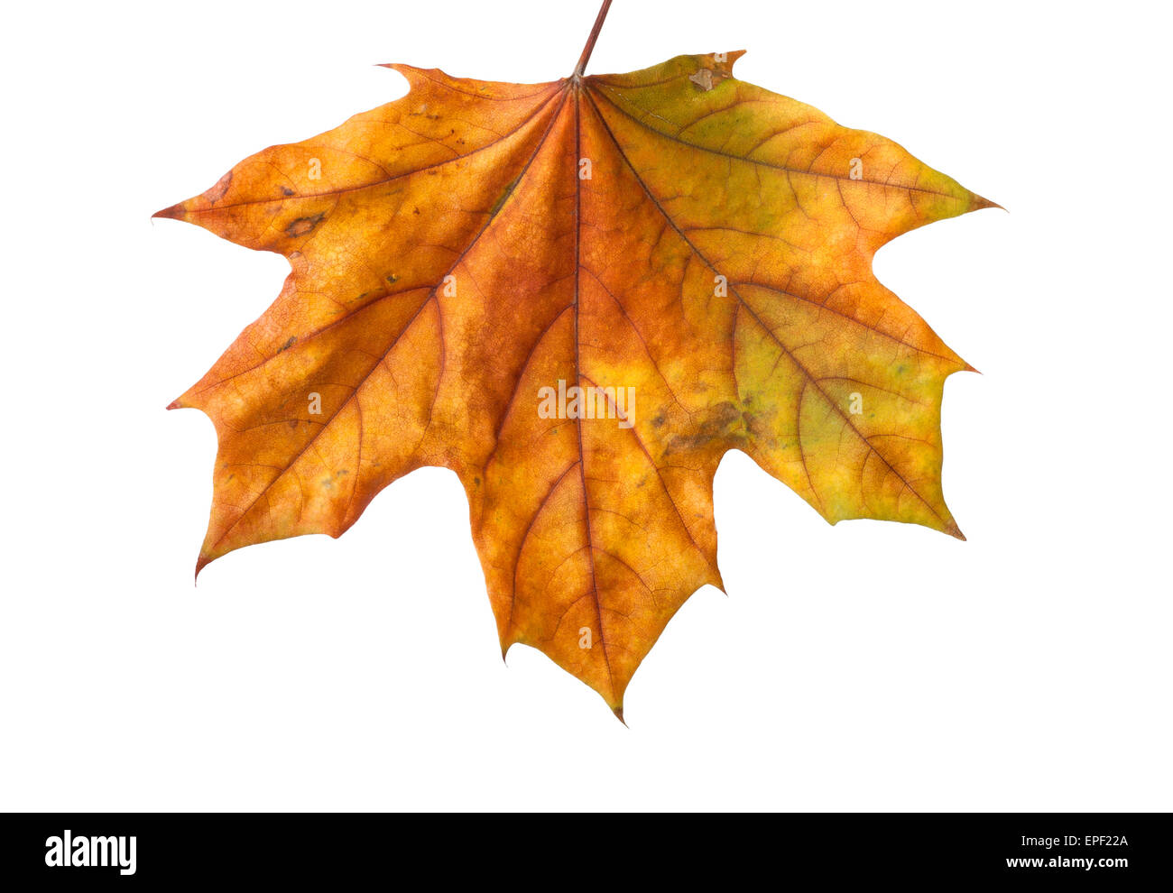 Autumn maple branch with leaves isolated on a white background Stock ...