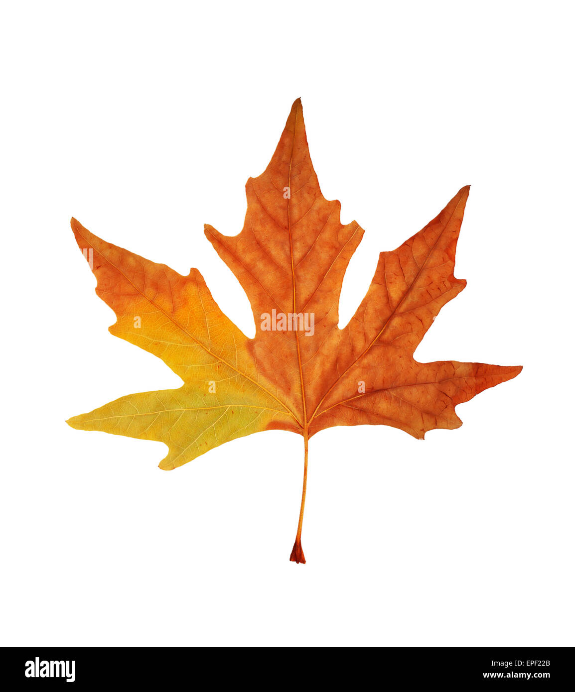 Autumn maple branch with leaves isolated on a white background Stock ...