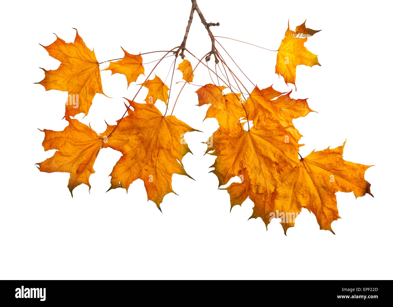 Tree branch gold leaves hi-res stock photography and images - Alamy