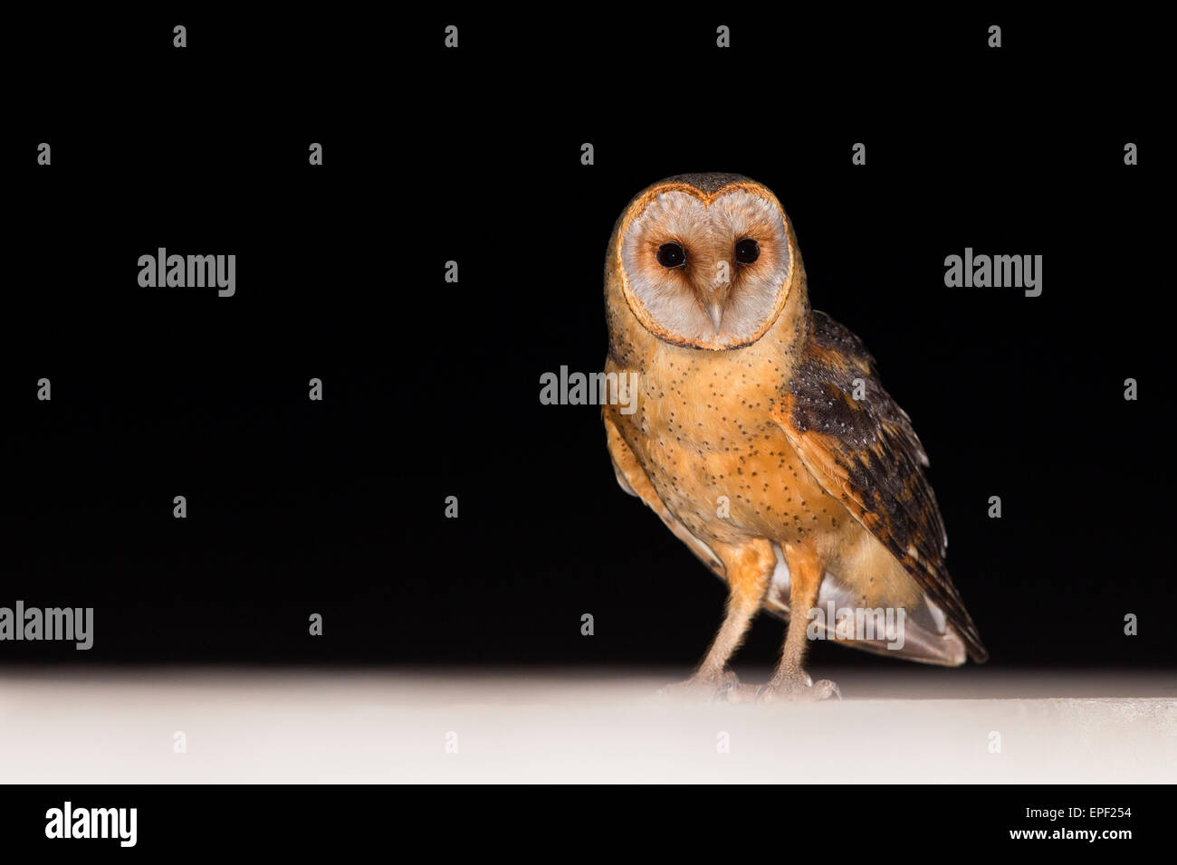 Cape Verde Barn Owl Stock Photo
