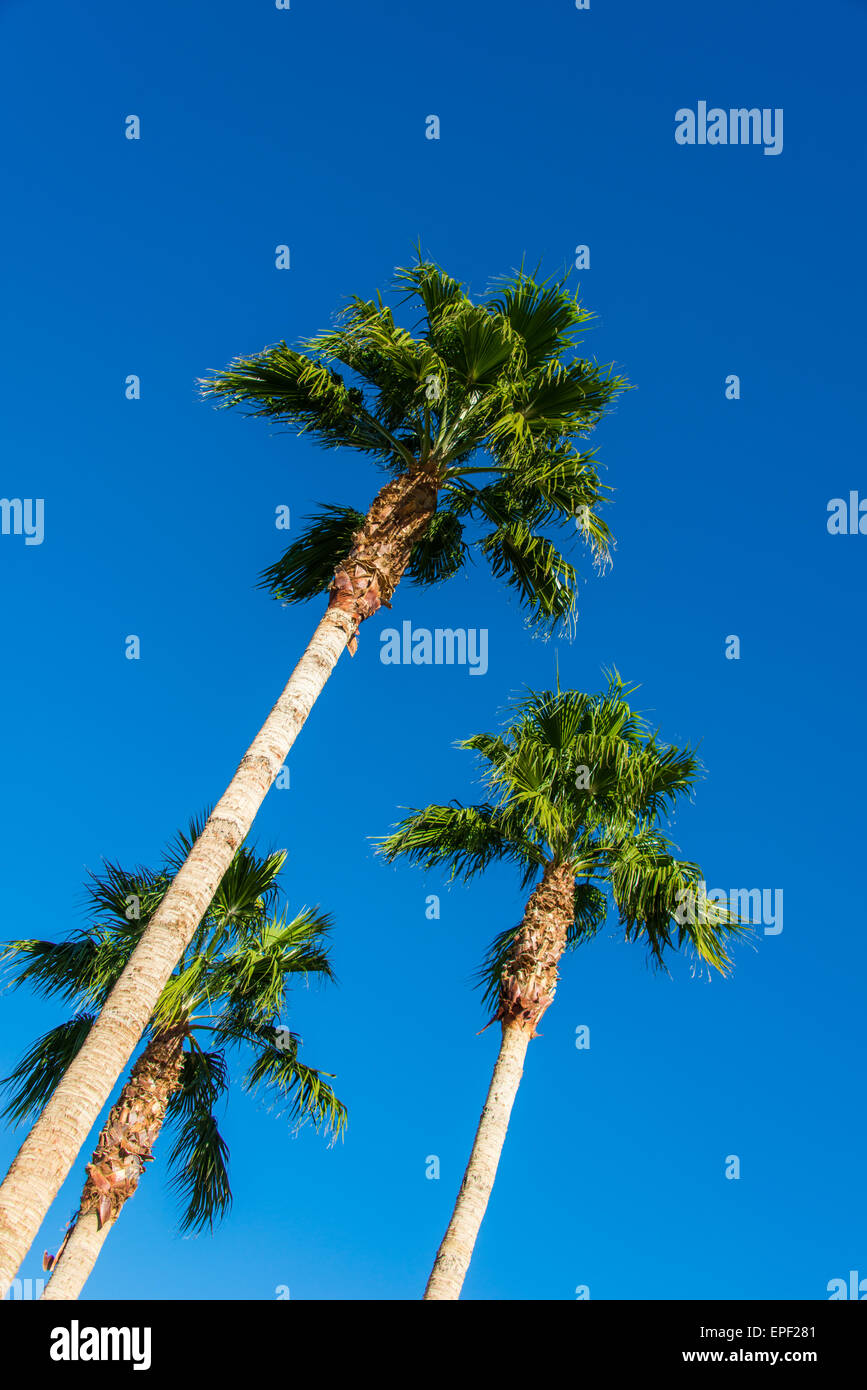 Palms trees on the beach during bright day Stock Photo - Alamy