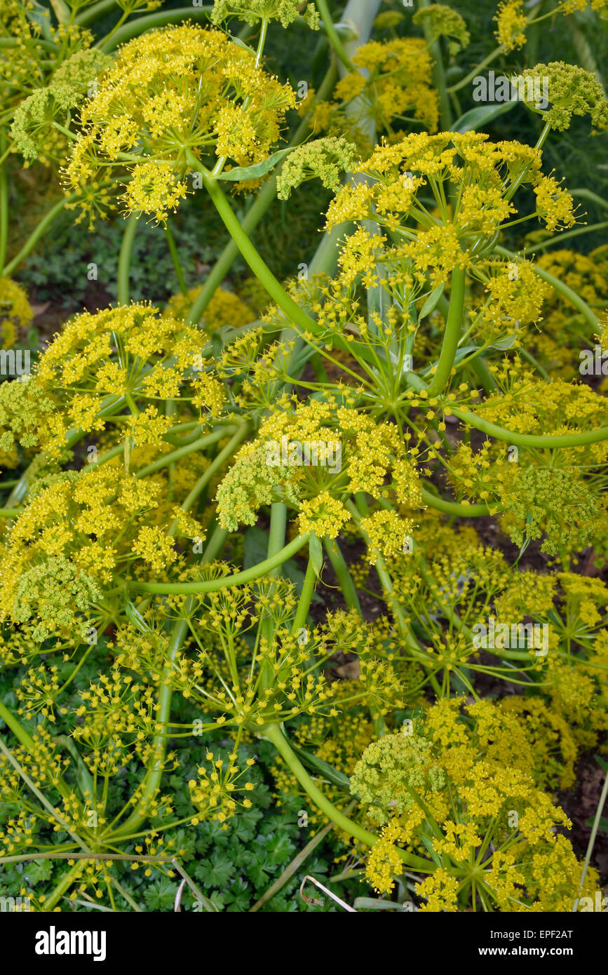 Giant Fennel Ferula communis Yellow Umbellifer from the Mediterranean