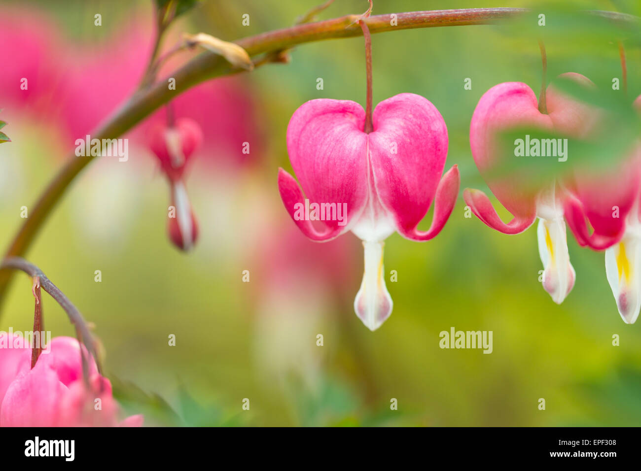 Macro photo of hearted-shaped pink flower blossoms Stock Photo