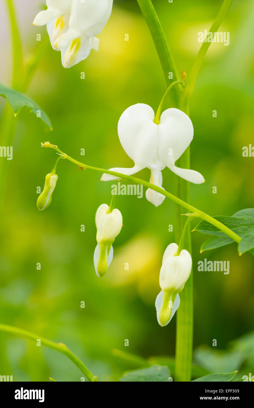 Macro photo of hearted-shaped white flower blossoms Stock Photo