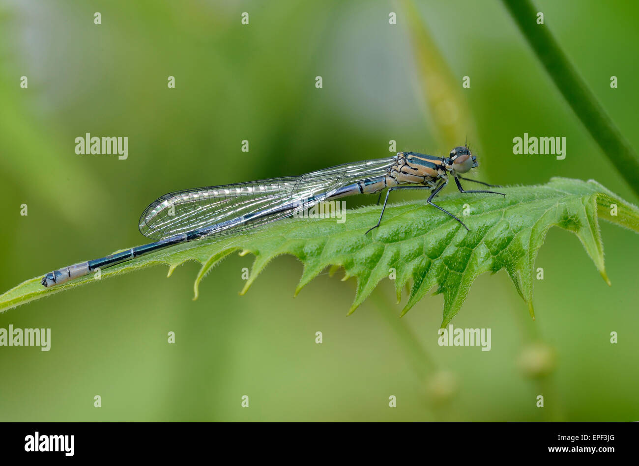 Azure Damselfly - Coenagrion puella Teneral Male on leaf Stock Photo ...