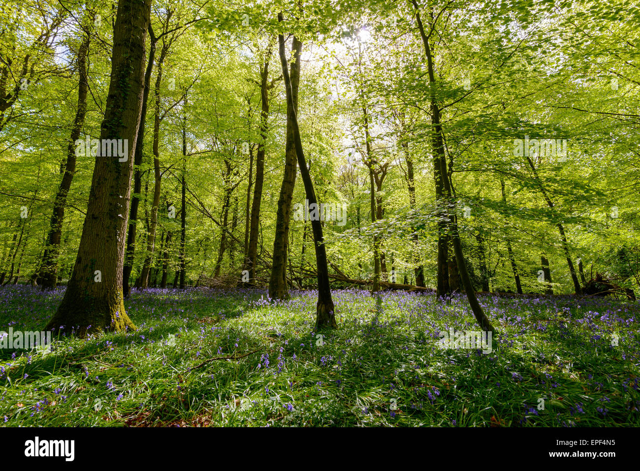 Springtime in Forest of Dean, Gloucestershire England UK with trees in dappled sunshine,leaves, branches and tree-trunks. Stock Photo