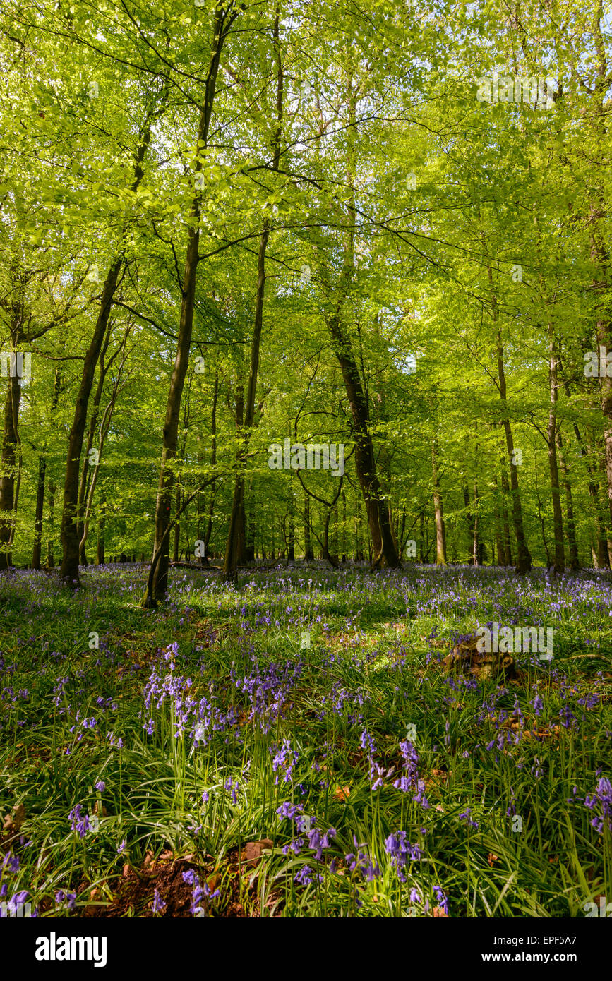 Springtime in Forest of Dean, Gloucestershire England UK with trees in dappled sunshine,leaves, branches and tree-trunks. Stock Photo