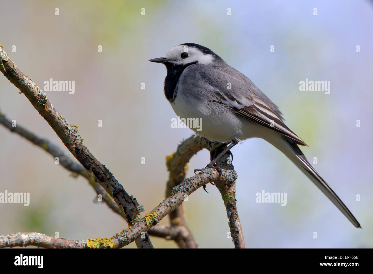 White wagtail (Motacilla alba) is a small passerine bird in the wagtail family Motacillidae, which also includes the pipits and Stock Photo