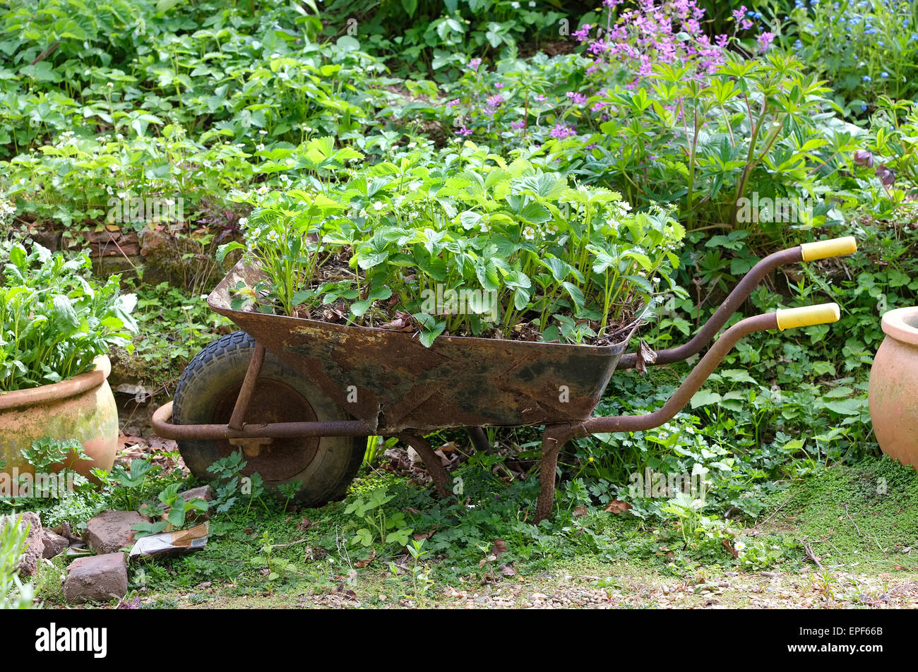 strawberry plants growing in old rusty wheelbarrow Stock Photo Alamy
