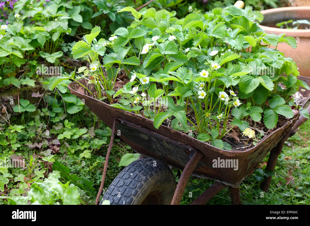 strawberry plants growing in old rusty wheelbarrow Stock Photo
